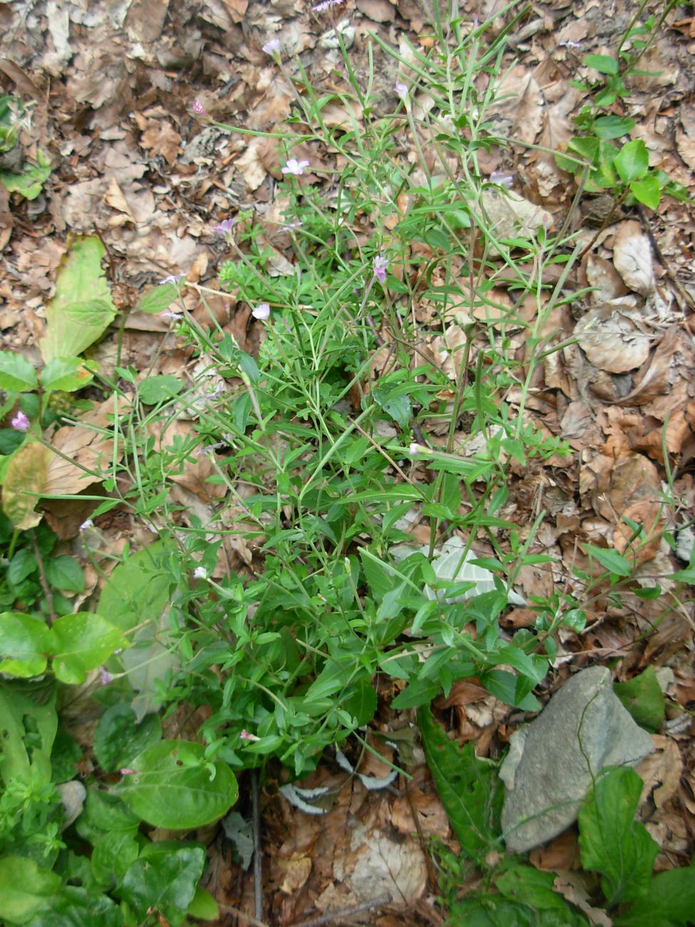 Epilobium collinum C.C.Gmel. / Garofanino di collina
